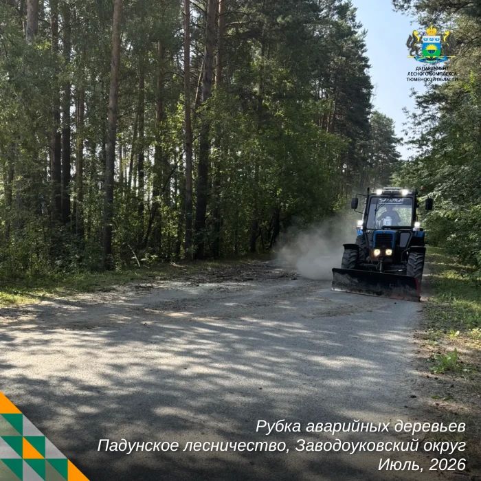 Уборка аварийных деревьев — одна из самых сложных и опасных работ в лесном хозяйстве Уборка аварийных деревьев — одна из самых сложных и опасных работ в лесном хозяйстве