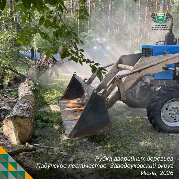 Уборка аварийных деревьев — одна из самых сложных и опасных работ в лесном хозяйстве Уборка аварийных деревьев — одна из самых сложных и опасных работ в лесном хозяйстве