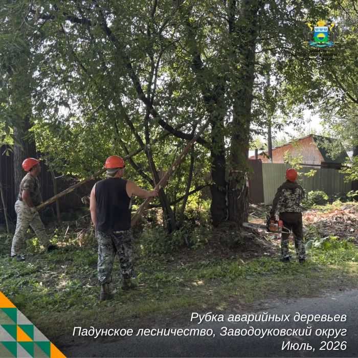 Уборка аварийных деревьев — одна из самых сложных и опасных работ в лесном хозяйстве Уборка аварийных деревьев — одна из самых сложных и опасных работ в лесном хозяйстве