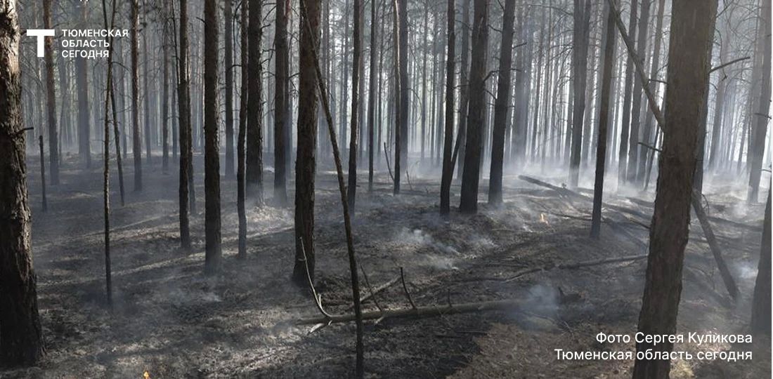 Один лесной пожар ликвидировали в Тюменской области за сутки