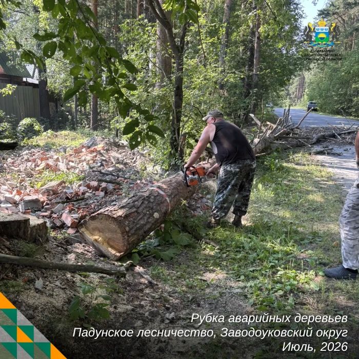 Уборка аварийных деревьев — одна из самых сложных и опасных работ в лесном хозяйстве Уборка аварийных деревьев — одна из самых сложных и опасных работ в лесном хозяйстве