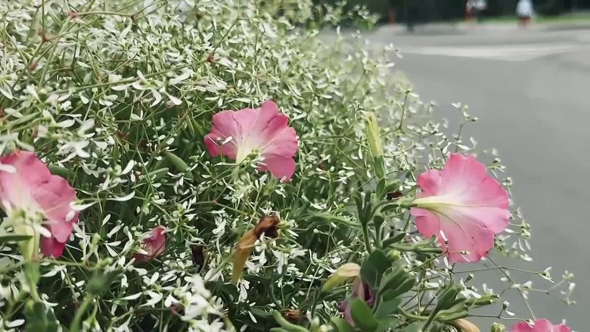 Кто делает Тобольск красивее? Главная цветочная фея города Светлана Черепанова и ее команда расставляют акценты