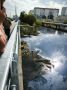 Вода поднялась до балок моста на ул. Дамбовской в Тюмени