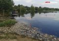 Как будут утилизировать мертвую рыбу в Тюмени?