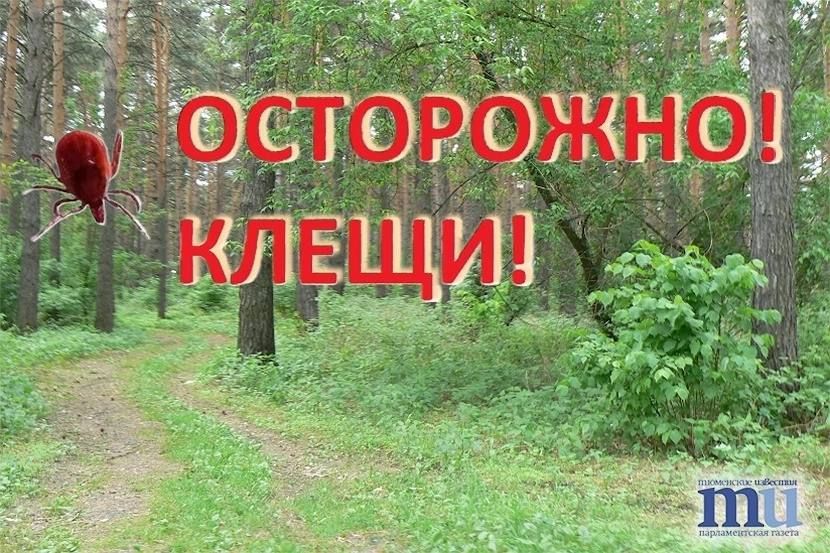 Почти 12 тысяч тюменцев пострадали от клещей