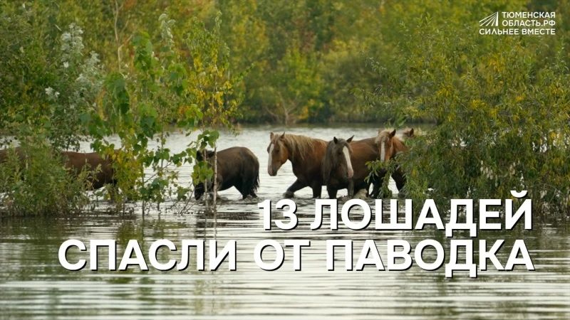 В деревне Тураева спасли лошадей, оказавшихся в зоне паводка