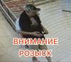 Сотрудники отдела полиции № 6 УМВД России по г. Тюмени устанавливают личность мужчины, который 1 августа, в магазине «Магнит», расположенном по ул. Газовиков, д. 35, похитил 14 плиток шоколада «Милка»