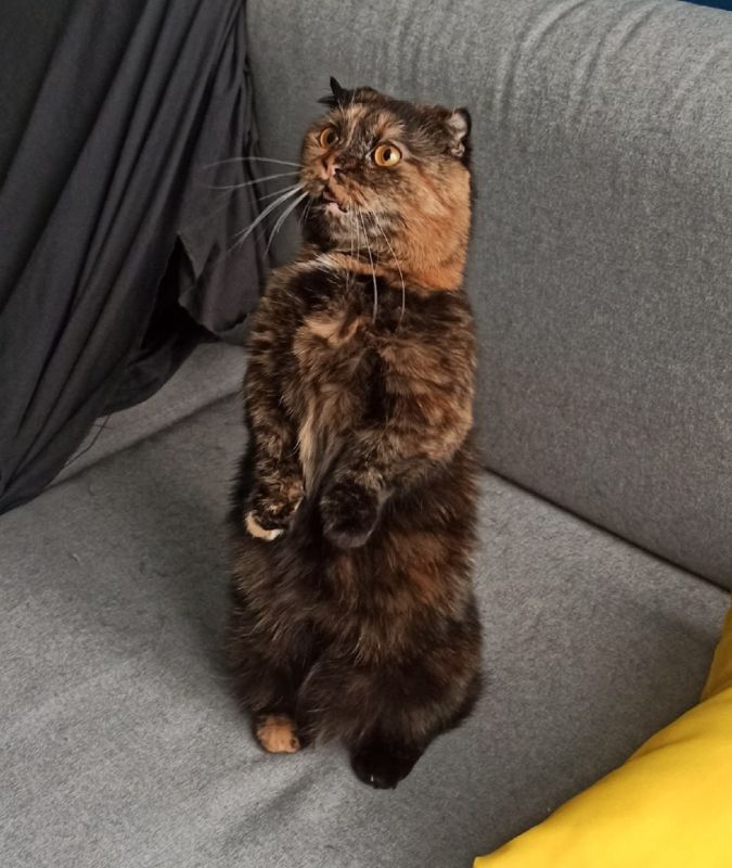 Сегодня Международный день кошек! Сегодня Международный день кошек!