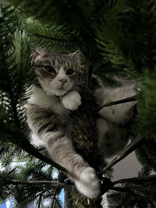 Сегодня Международный день кошек! Сегодня Международный день кошек!
