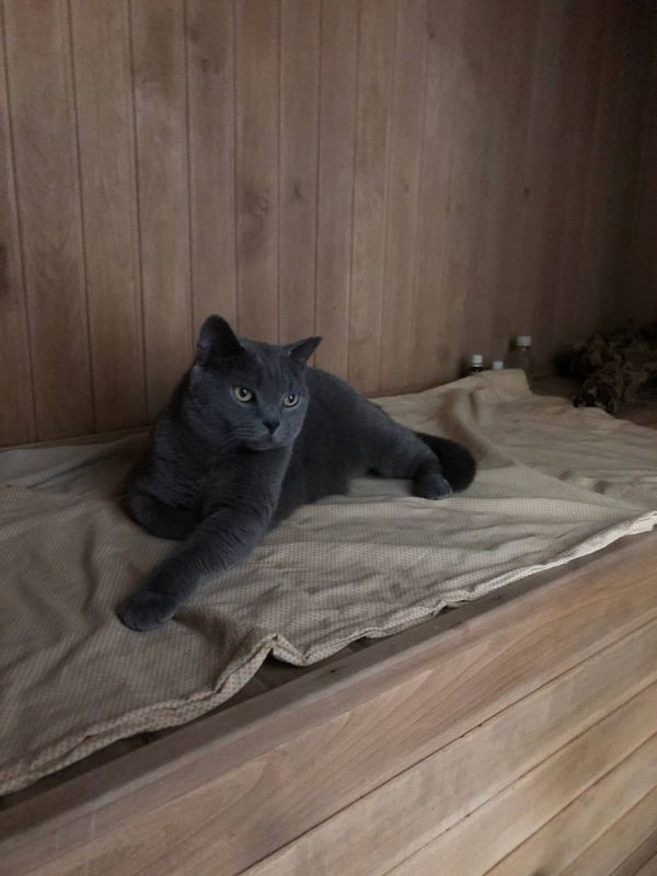 Сегодня Международный день кошек! Сегодня Международный день кошек!