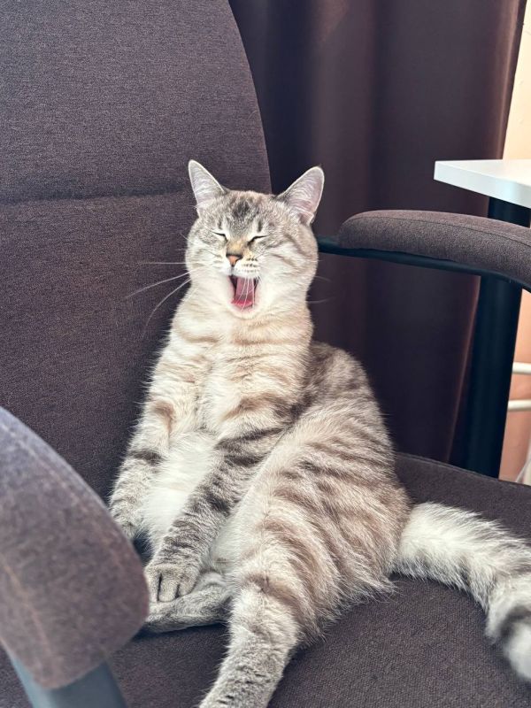 Сегодня Международный день кошек! Сегодня Международный день кошек!
