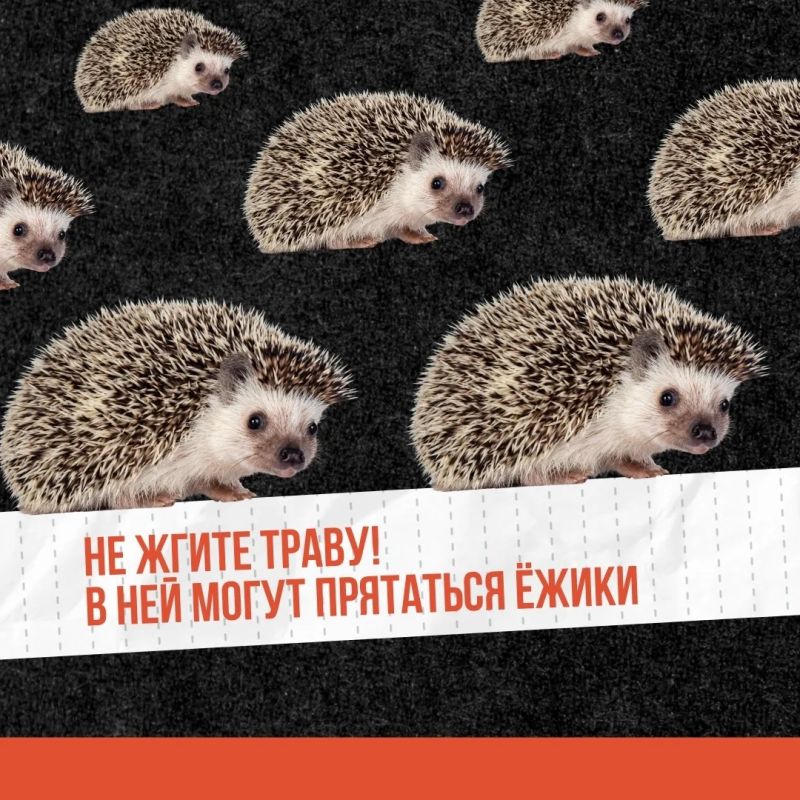 Трава — не дрова!. Сжигание сухой растительности — это риск, который ничем не оправдан Трава — не дрова!. Сжигание сухой растительности — это риск, который ничем не оправдан