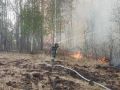 9 августа 2026 года — Международный день защиты леса от пожаров