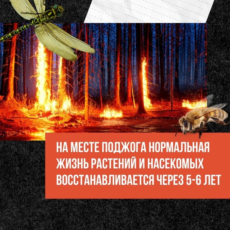 Трава — не дрова!. Сжигание сухой растительности — это риск, который ничем не оправдан Трава — не дрова!. Сжигание сухой растительности — это риск, который ничем не оправдан