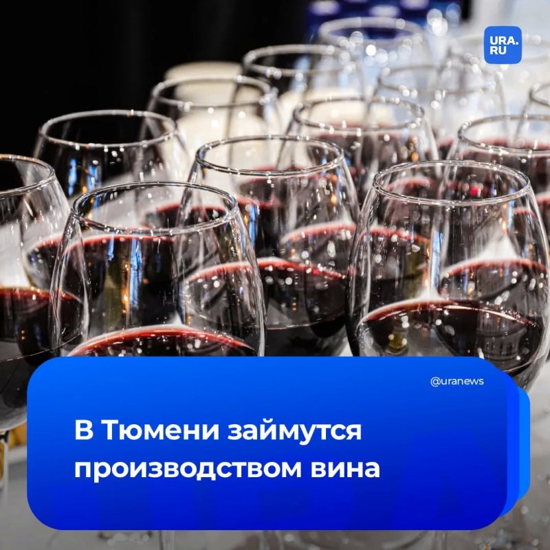 В Тюмени начнут производить вино