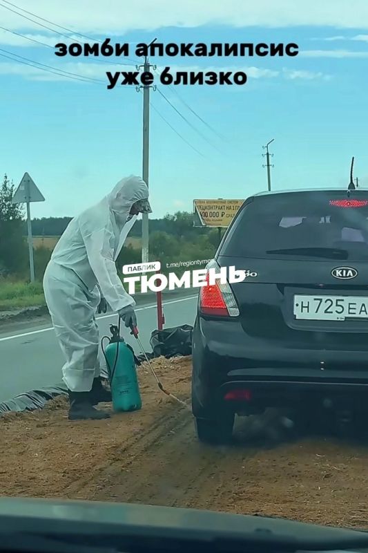 В Тюменской области свирепствует африканская чума свиней
