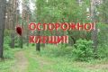 33 жителя Тюменской области заболели клещевым энцефалитом