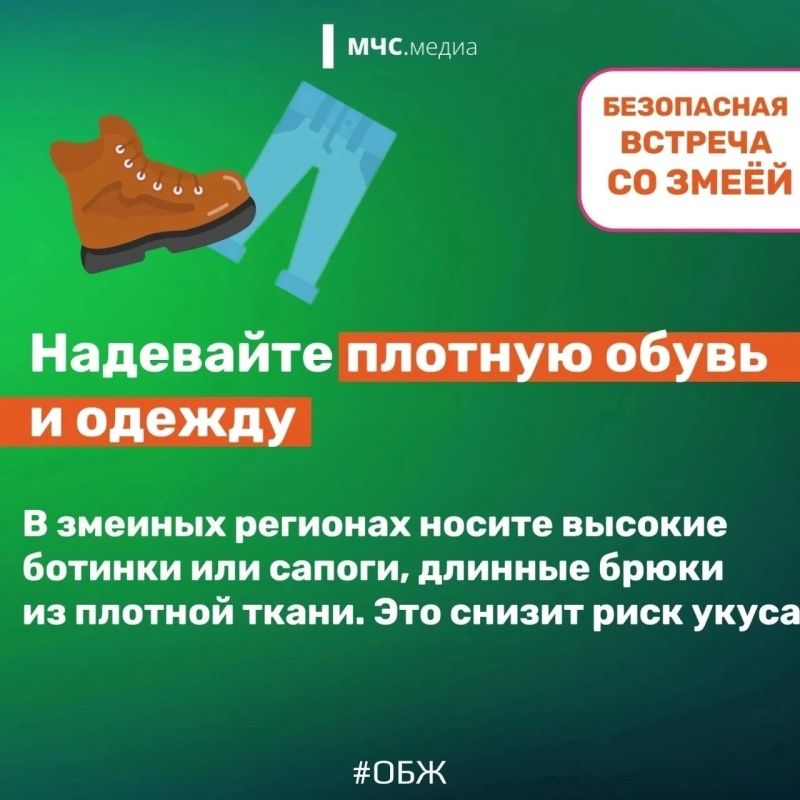 Столкнуться со змеёй можно не только в лесу, но даже на собственном дачном участке или водоёме Столкнуться со змеёй можно не только в лесу, но даже на собственном дачном участке или водоёме