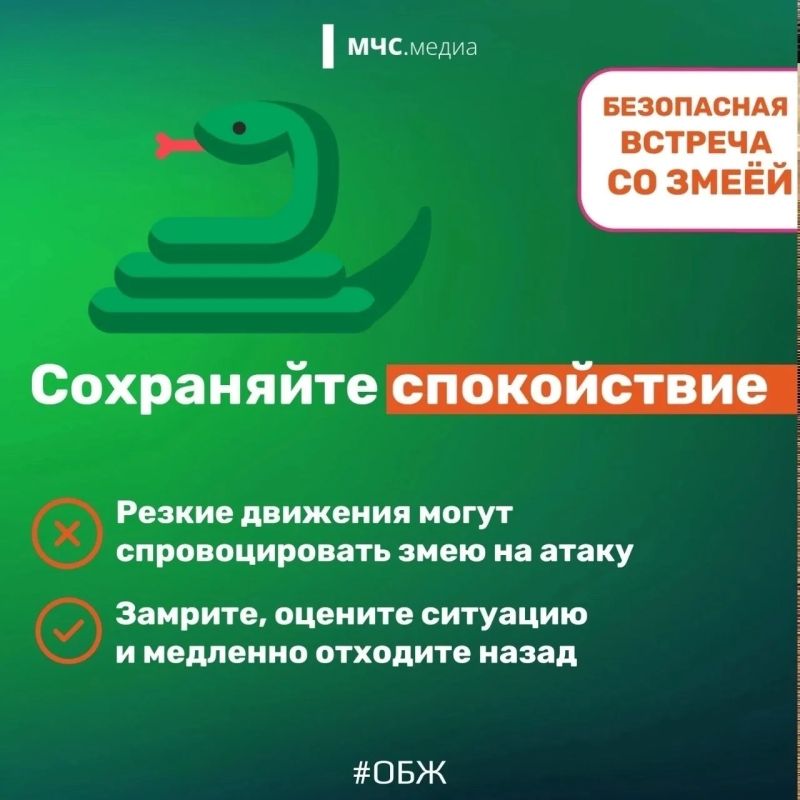 Столкнуться со змеёй можно не только в лесу, но даже на собственном дачном участке или водоёме Столкнуться со змеёй можно не только в лесу, но даже на собственном дачном участке или водоёме