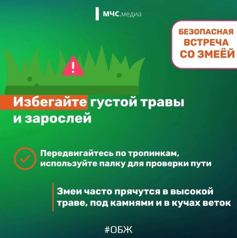 Столкнуться со змеёй можно не только в лесу, но даже на собственном дачном участке или водоёме Столкнуться со змеёй можно не только в лесу, но даже на собственном дачном участке или водоёме