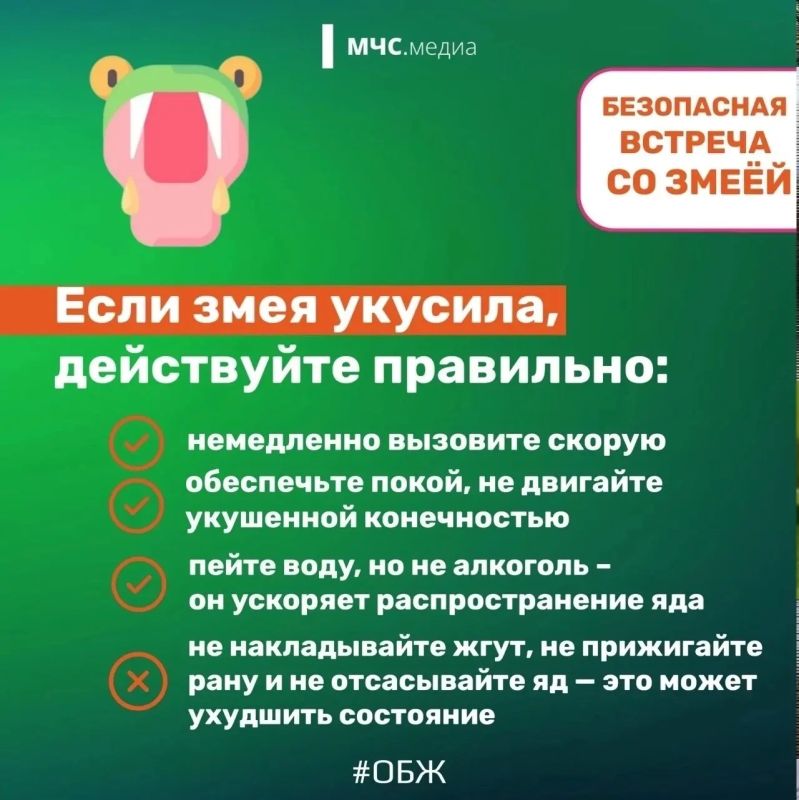 Столкнуться со змеёй можно не только в лесу, но даже на собственном дачном участке или водоёме Столкнуться со змеёй можно не только в лесу, но даже на собственном дачном участке или водоёме