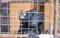 В Тюмени 275 кошек и собак ждут своих хозяев в фонде «Потеряшки»