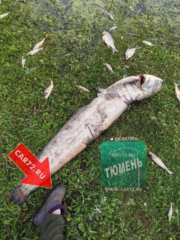 Тревожная ситуация на Тоболе: в селе Чечкино зафиксирован массовый мор рыбы Тревожная ситуация на Тоболе: в селе Чечкино зафиксирован массовый мор рыбы