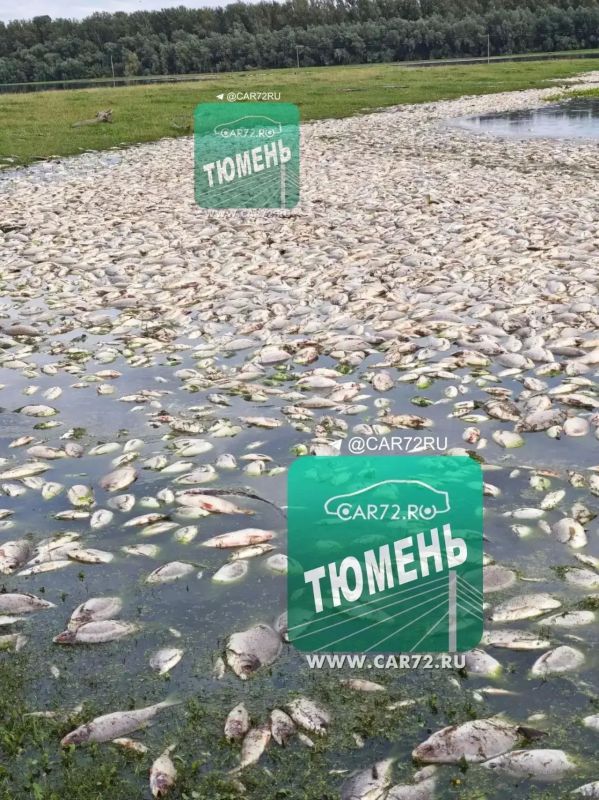 Тревожная ситуация на Тоболе: в селе Чечкино зафиксирован массовый мор рыбы Тревожная ситуация на Тоболе: в селе Чечкино зафиксирован массовый мор рыбы