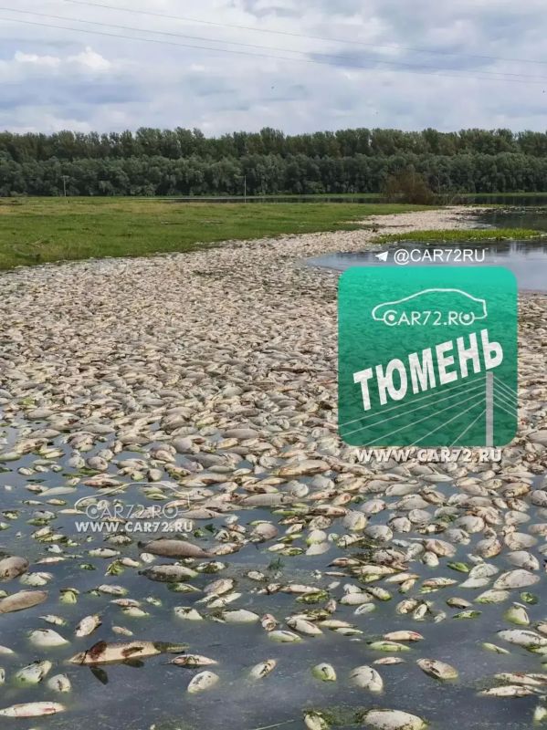 Тревожная ситуация на Тоболе: в селе Чечкино зафиксирован массовый мор рыбы