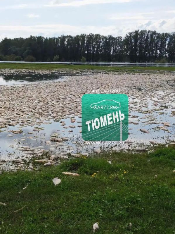 Тревожная ситуация на Тоболе: в селе Чечкино зафиксирован массовый мор рыбы Тревожная ситуация на Тоболе: в селе Чечкино зафиксирован массовый мор рыбы