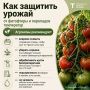 Тюменцам рассказали, как защитить урожай от фитофторы и перепадов температур