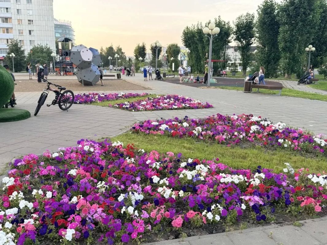 Август – традиционный пик цветения городских клумб и кашпо Август – традиционный пик цветения городских клумб и кашпо