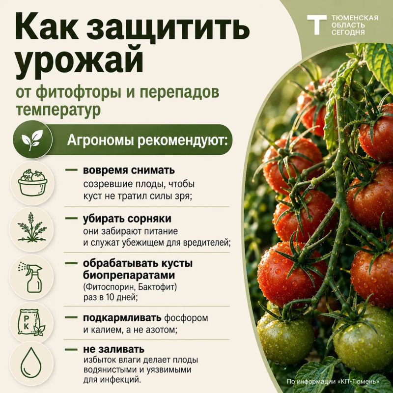 Тюменцам рассказали, как защитить урожай от фитофторы и перепадов температур