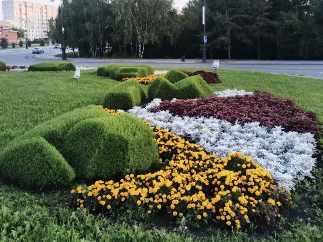 Август – традиционный пик цветения городских клумб и кашпо Август – традиционный пик цветения городских клумб и кашпо