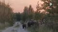 Медвежье семейство прогуливалось по кладбищу в Нижневартовске, пугая местных жителей