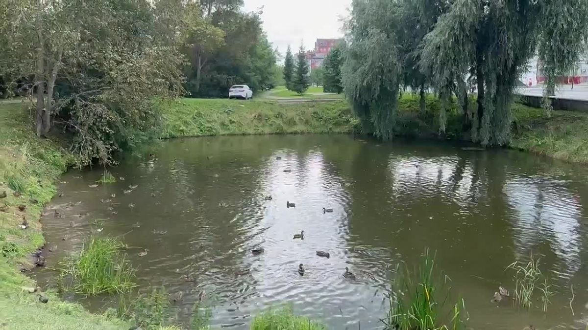 Уточки захватили Поганый пруд в Тобольске