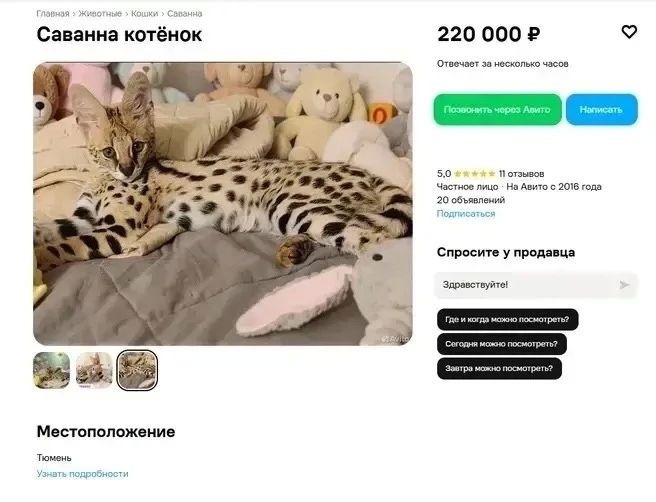 Котёнок за 220 тысяч рублей — в Тюмени продают настоящую экзотику