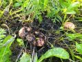 Тихая охота удалась: тюменец похвастался уловом рыжиков