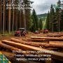 С 1 сентября 2026 года в России начнут действовать новые типовые договоры аренды лесных участков