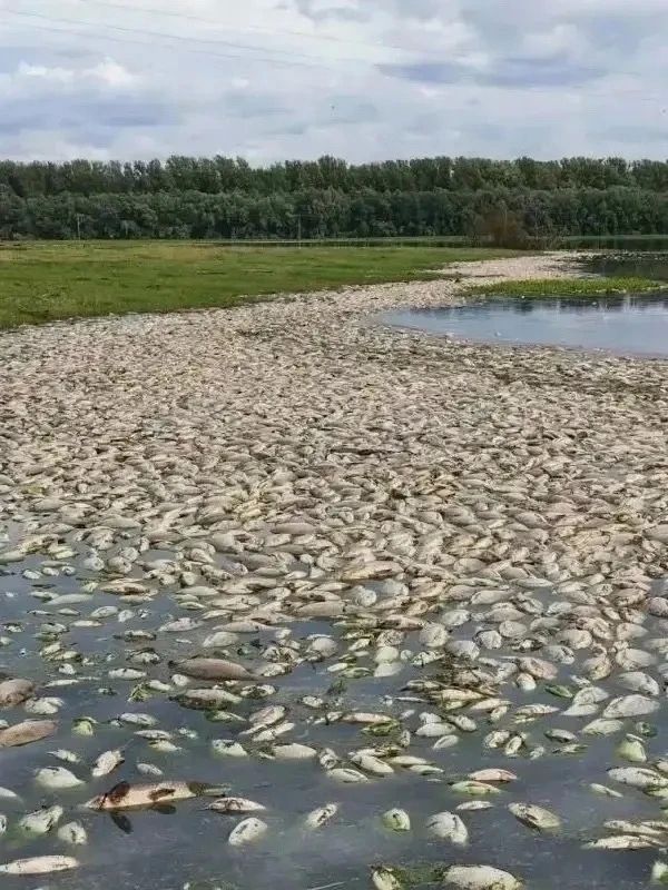 В Туре случилась экологическая аномалия: замор рыбы называют самым большим за последние 100 лет