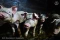 В Упоровском, Омутинском, Ишимском и Юргинском округах Тюменской области ввели режим чрезвычайной ситуации из-за распространения заболевания свиней, следует из документов, размещенных на сайте Госзакупок