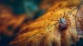 Осенний клещ. Принято считать, что пик активности клещей приходится только на весну