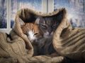 Достаем куртки! В Тюмени на выходные прогнозируют похолодание до +10 градусов
