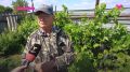 Сладковские садоводы выращивают виноград