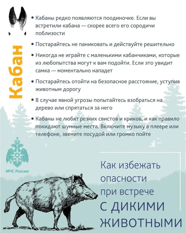 Уважаемые тоболяки! Напоминаем, о необходимости соблюдения мер предосторожности и правилах поведения при встрече с дикими животными Уважаемые тоболяки! Напоминаем, о необходимости соблюдения мер предосторожности и правилах поведения при встрече с дикими животными