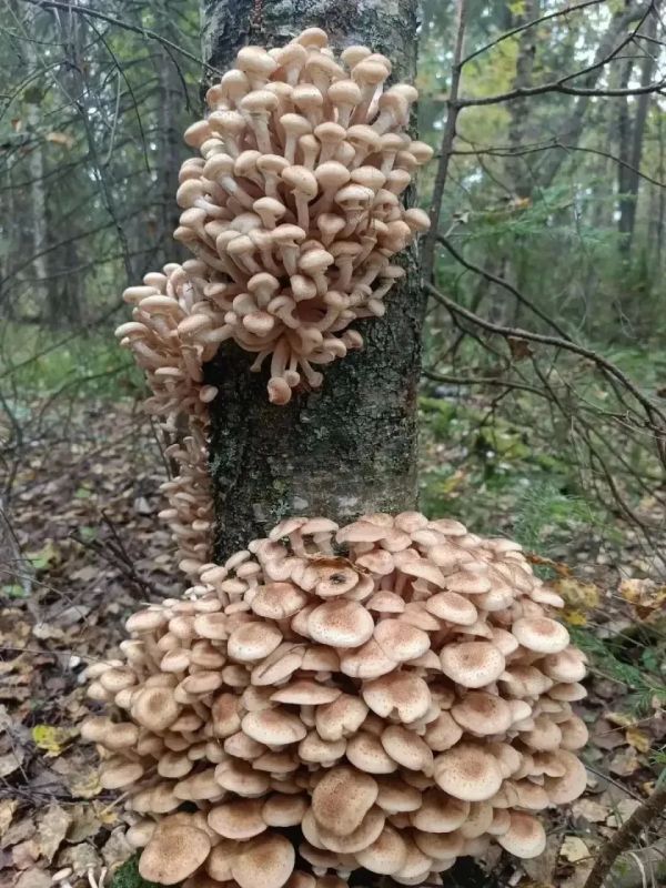 В лесах под Тюменью уже вовсю собирают опята В лесах под Тюменью уже вовсю собирают опята