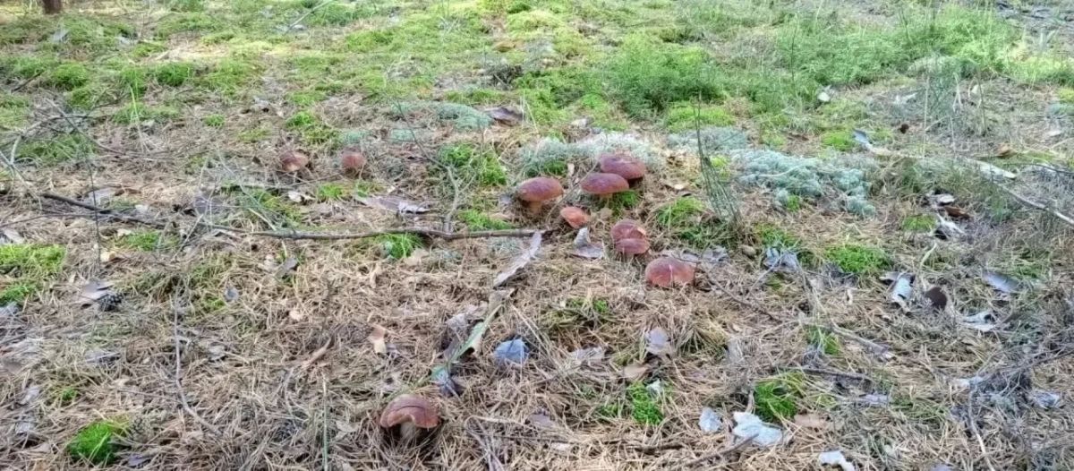 В лесах под Тюменью уже вовсю собирают опята В лесах под Тюменью уже вовсю собирают опята
