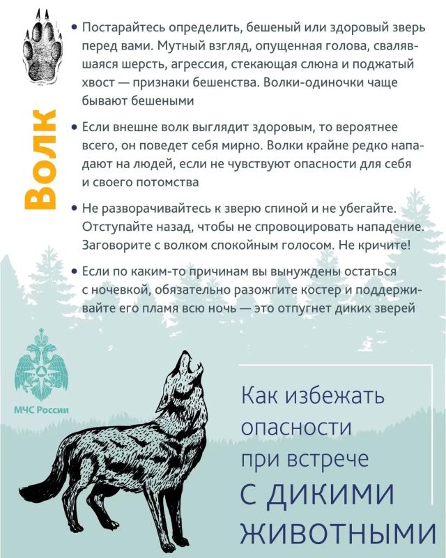 Уважаемые тоболяки! Напоминаем, о необходимости соблюдения мер предосторожности и правилах поведения при встрече с дикими животными Уважаемые тоболяки! Напоминаем, о необходимости соблюдения мер предосторожности и правилах поведения при встрече с дикими животными