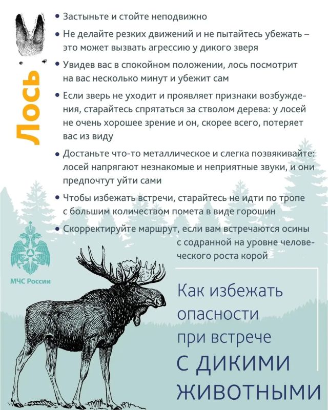 Уважаемые тоболяки! Напоминаем, о необходимости соблюдения мер предосторожности и правилах поведения при встрече с дикими животными Уважаемые тоболяки! Напоминаем, о необходимости соблюдения мер предосторожности и правилах поведения при встрече с дикими животными
