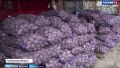О влиянии погоды на ход уборочной кампании в регионе и обеспеченности картофелем рассказали в сюжете ГТРК «Ямал»